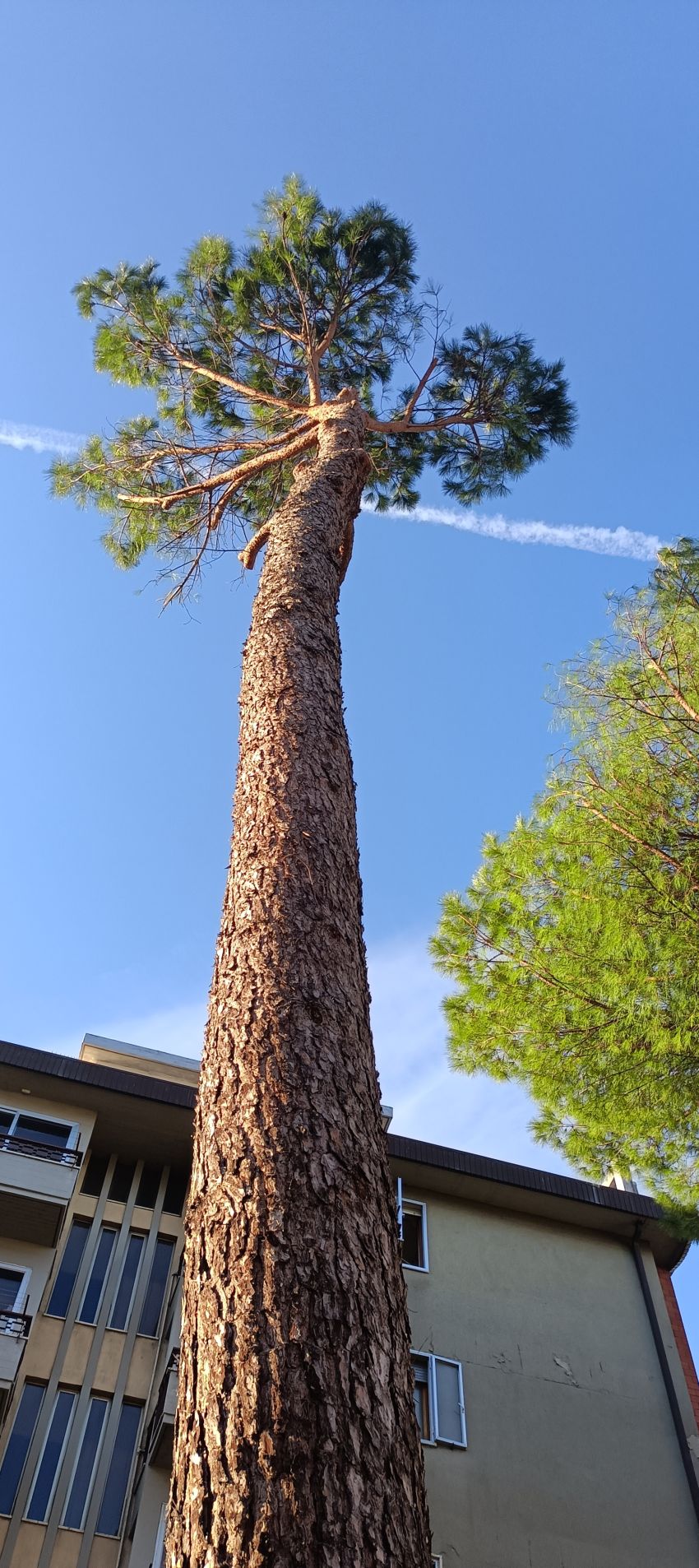 ABBATTIMENTO PINI con PLE