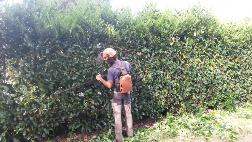 Siepi, siepi e ancora siepi