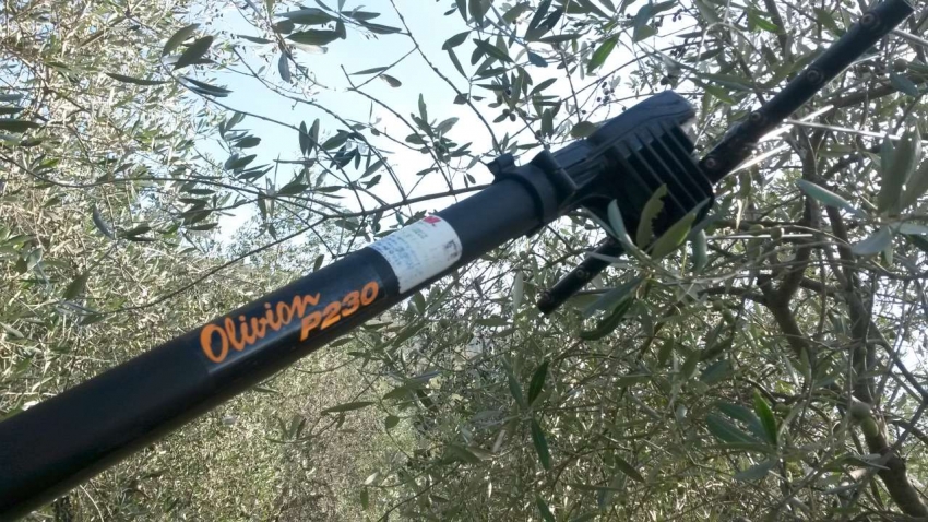Raccolta Olive