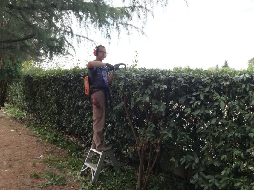 Potatura Siepi a Prato